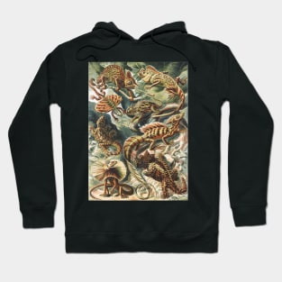 Lizard Art Print Ernst Haeckel Hoodie